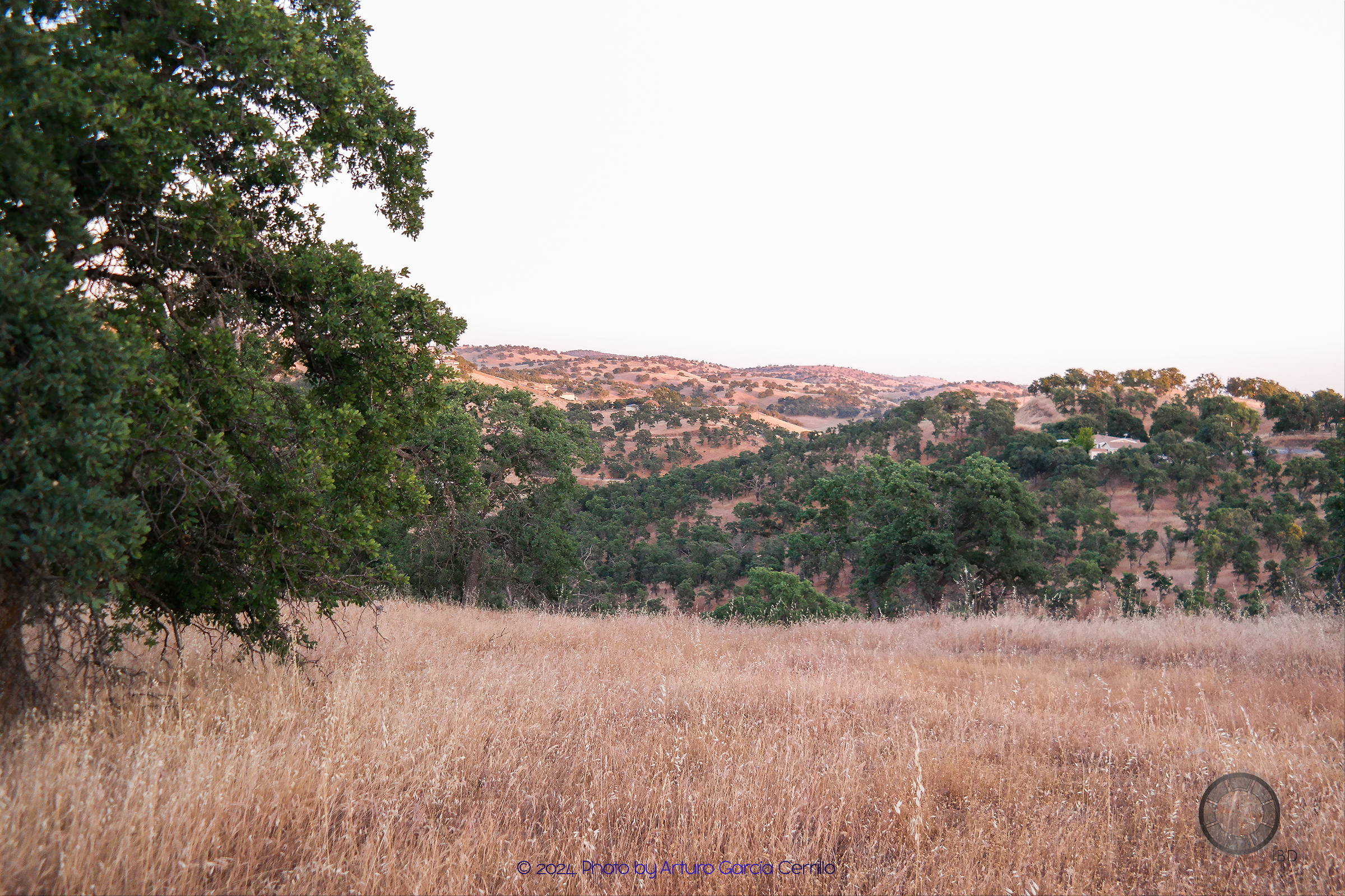 Picture of a dry soil landscape with dark-green leafy trees.