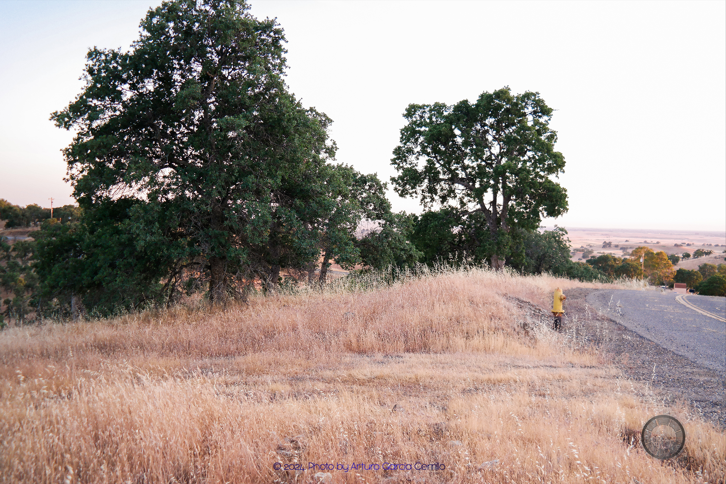 Picture of a dry soil landscape with dark-green leafy trees. A road is noticeable in the far right side.