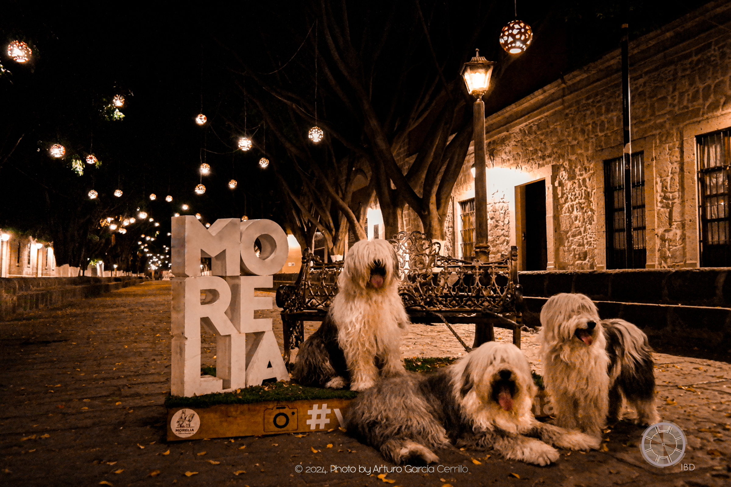 Picture of three dogs: one sitting, other standing and the last one laying down by bench with stone-built building in the side.